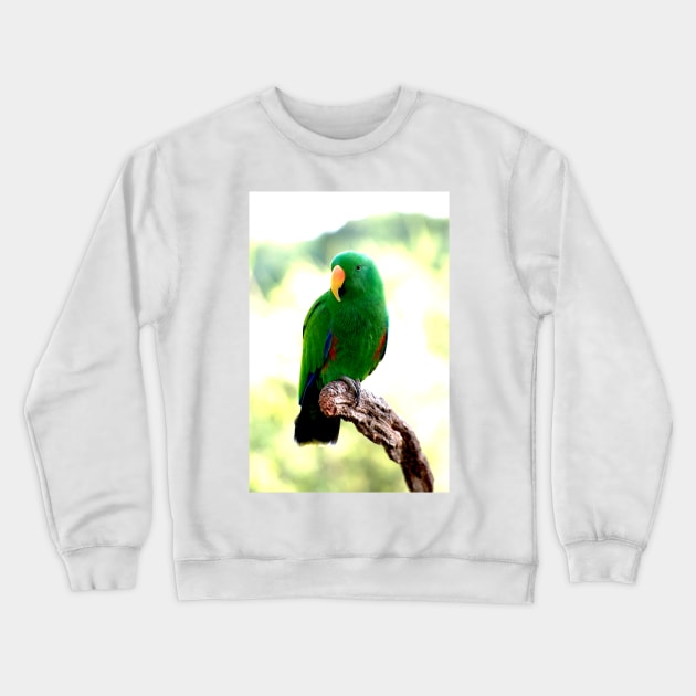 Eclectus Male Parrot Crewneck Sweatshirt by GP1746